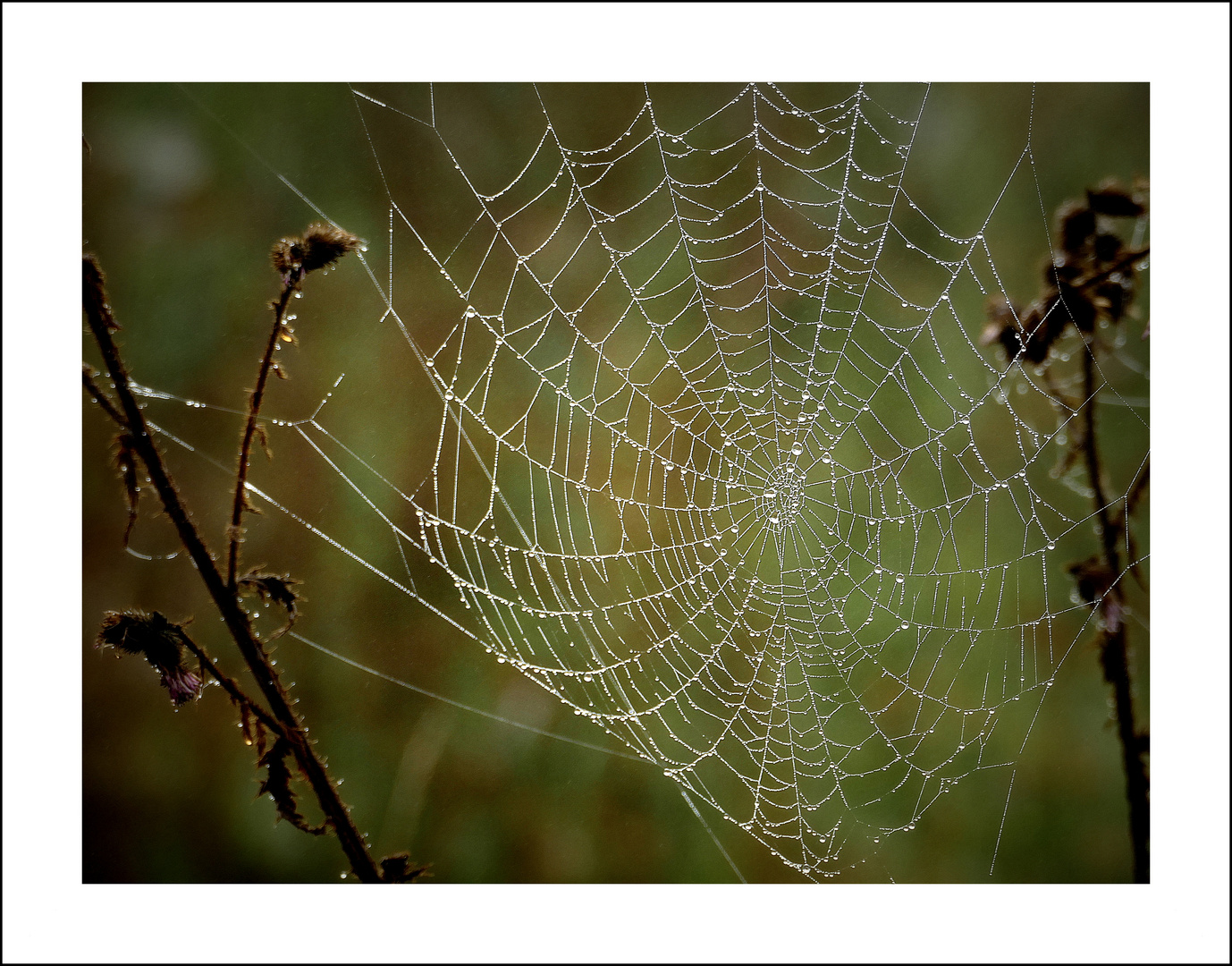 Vorboten des Herbstes