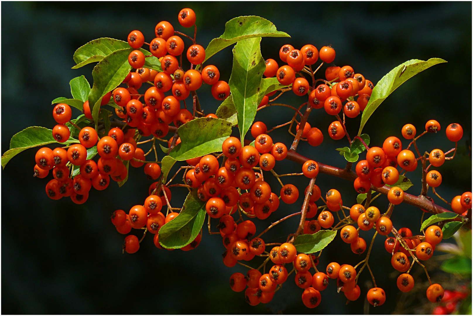 Vorboten des Herbstes