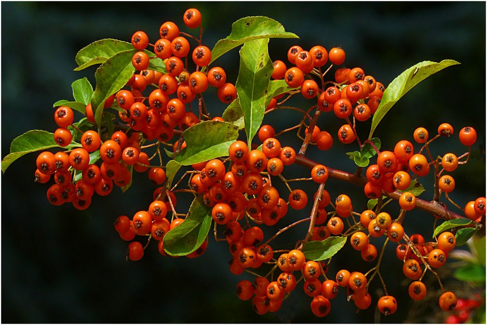 Vorboten des Herbstes