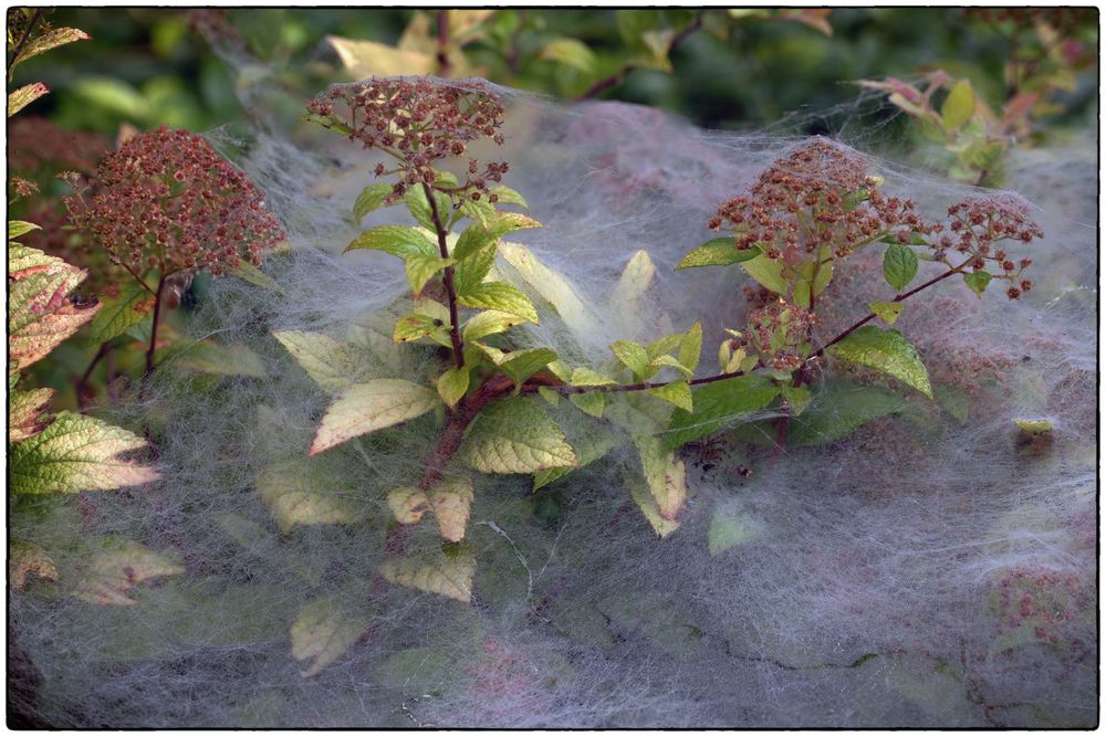 Vorboten des nahenden Herbsts