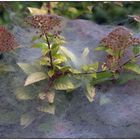 Vorboten des nahenden Herbsts