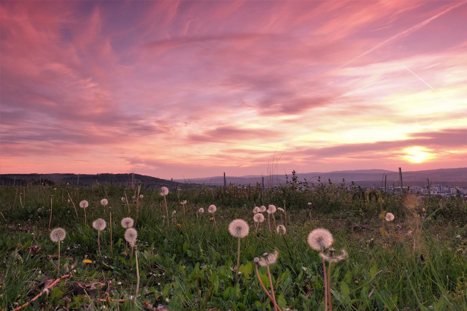 Vorboten des Sommers 