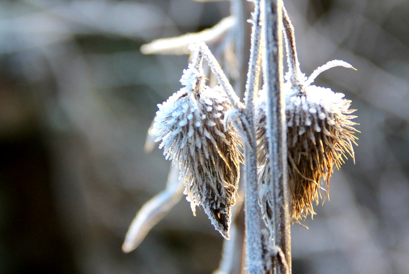 Vorboten des Winters