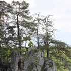 Vorburg der Ruine Falkenstein