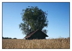 Vorderansicht der Hütte am Feld