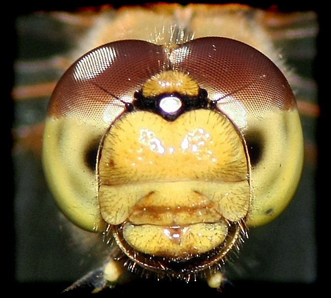 Vorderansicht einer Libelle