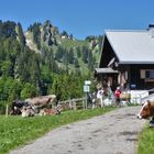 Vordere Krumbach Alpe mit Steineberg