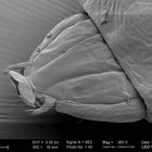 Vorderende einer Larve der Kastanienminiermotte (Cameraria ohridella) REM