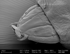 Vorderende einer Larve der Kastanienminiermotte (Cameraria ohridella) REM