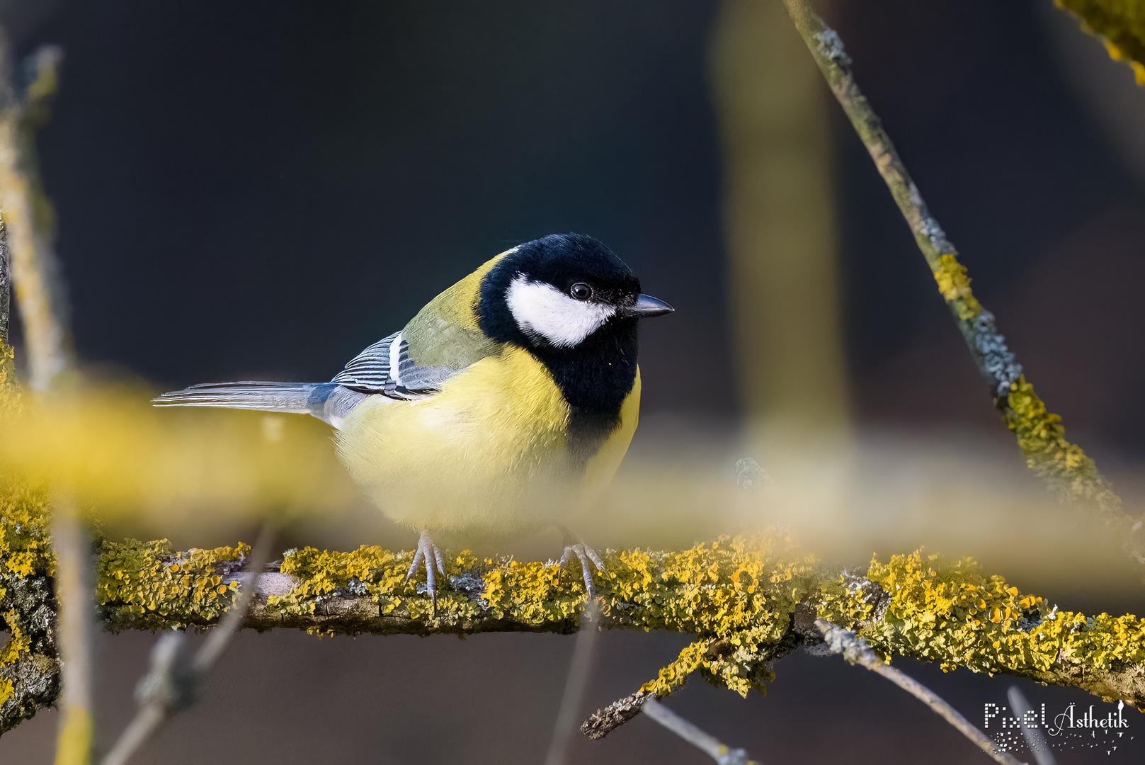 Vordergrund macht Kohlmeise gesund