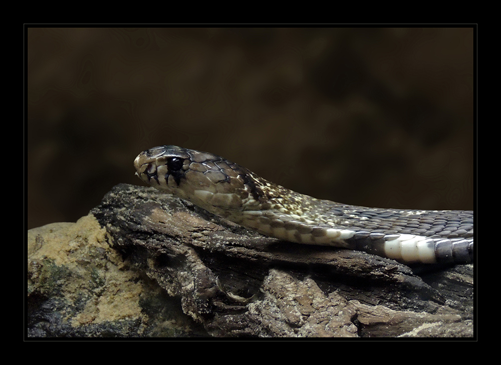 Vorderindische Kobra - Brillenschlange (Naja naja)