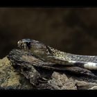 Vorderindische Kobra - Brillenschlange (Naja naja)