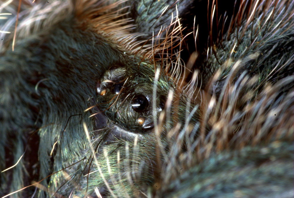 Vorderkörper ( Carapax ) einer Vogelspinne ( Avicularia metallica )