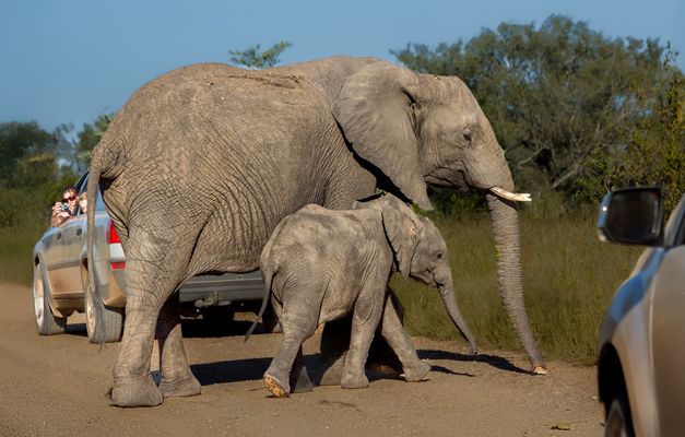 Vorfahrt für Dickhäuter