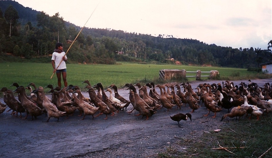 Vorfahrt für Enten