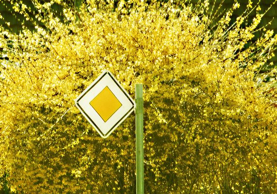 Vorfahrt für Forsythien