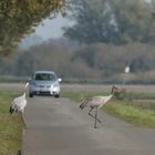 Vorfahrt für Kraniche