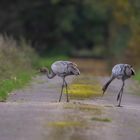 Vorfahrt für Kraniche