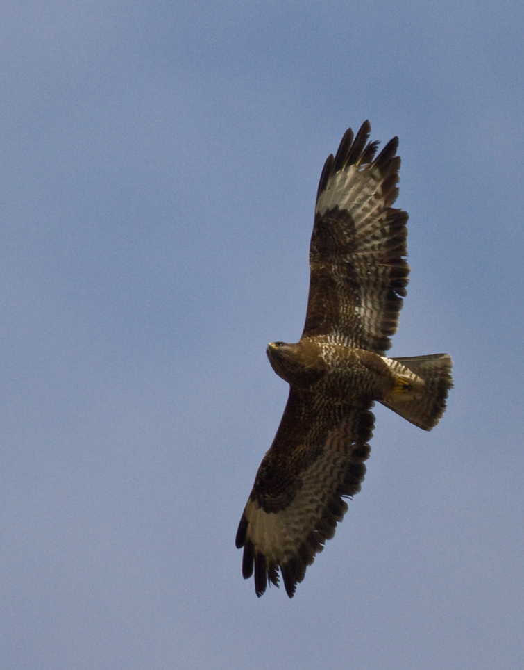 Vorflieger