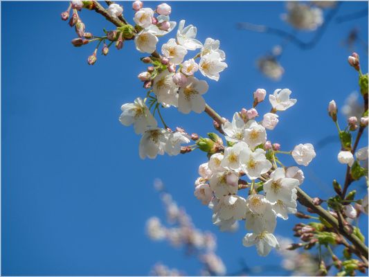 Vorfreude auf baldige Blütenpracht