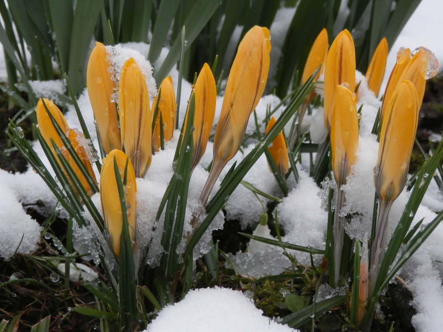 Vorfreude auf buntere Tage - gelbe Krokusse im Schnee