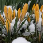 Vorfreude auf buntere Tage - gelbe Krokusse im Schnee