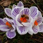 Vorfreude auf buntere Tage im Frühling - Krokus & Biene