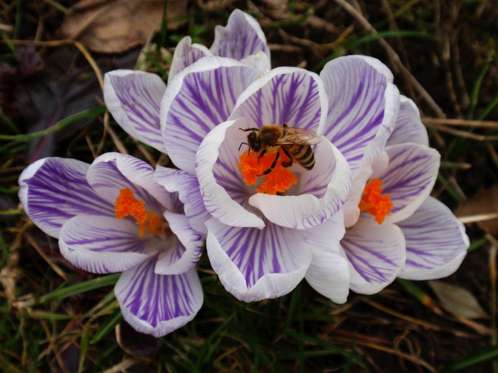 Vorfreude auf buntere Tage im Frühling - Krokus & Biene