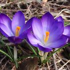 Vorfreude auf buntere Tage im Frühling - violette Krokusse