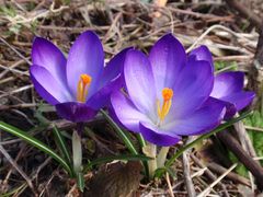 Vorfreude auf buntere Tage im Frühling - violette Krokusse