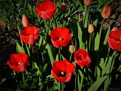 Vorfreude auf dem Frühling ...