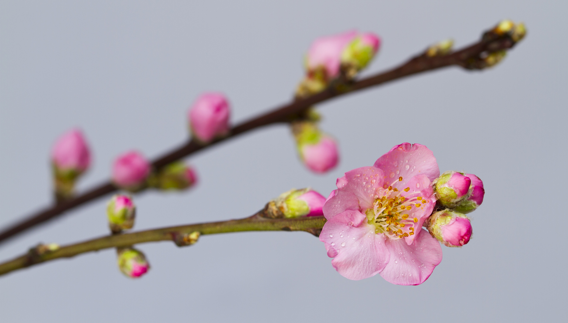 Vorfreude auf den Frühling