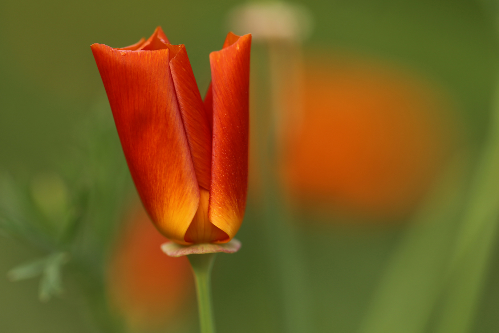 Vorfreude auf den Frühling