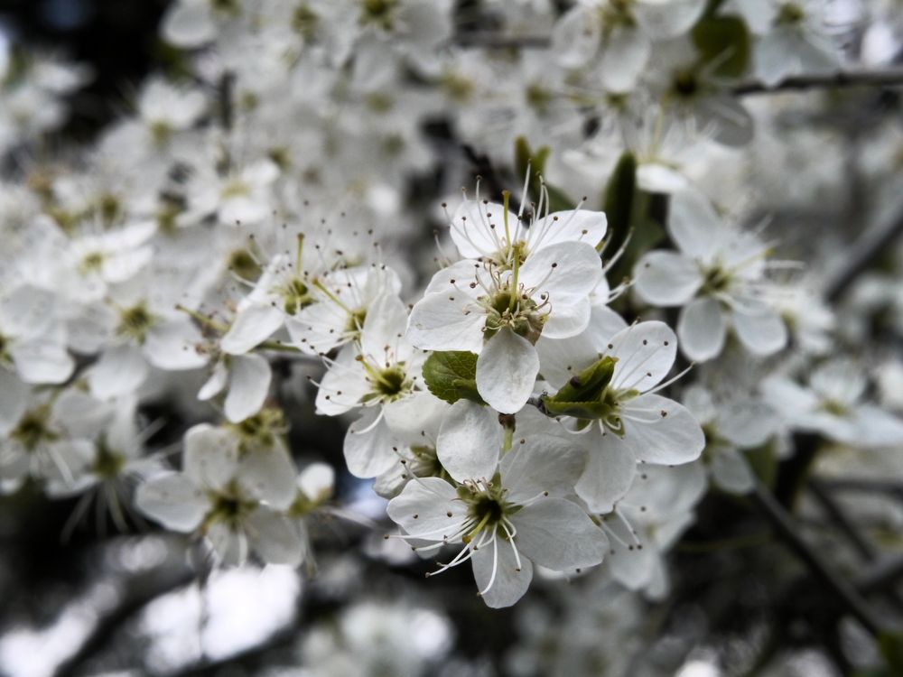 Vorfreude auf den Frühling