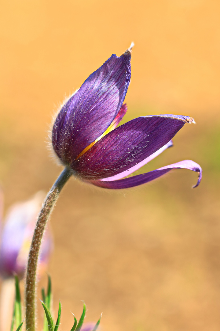 Vorfreude auf den Frühling