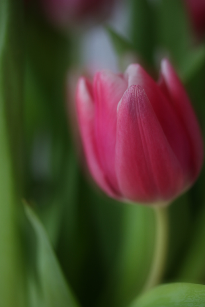 Vorfreude auf den Frühling...