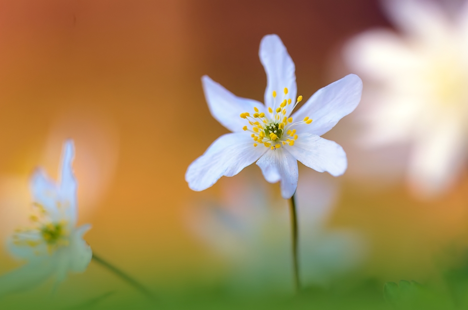 *** Vorfreude auf den Frühling ***