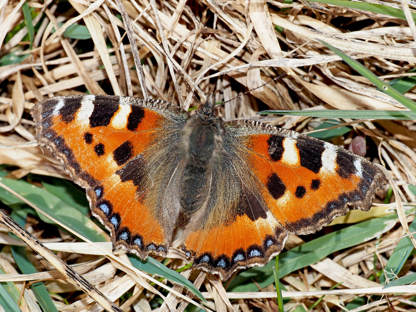 Vorfreude auf den Frühling ..