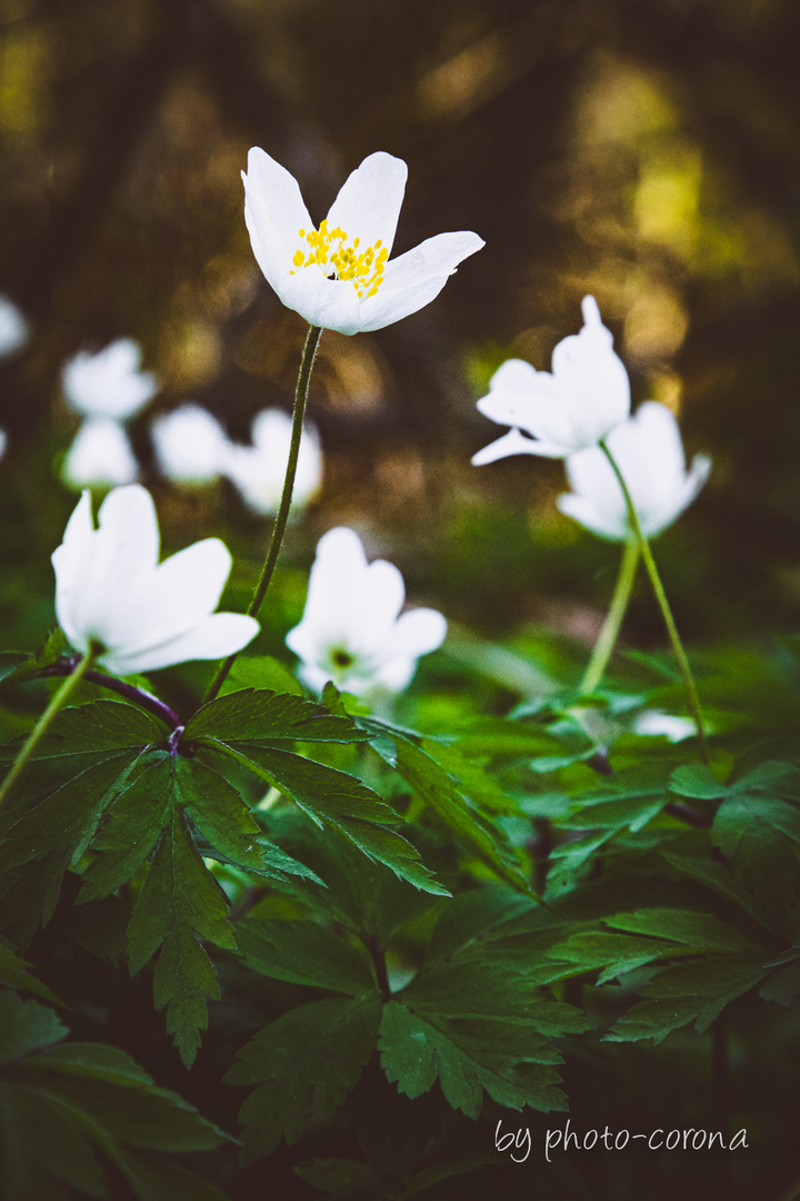 Vorfreude auf den Frühling