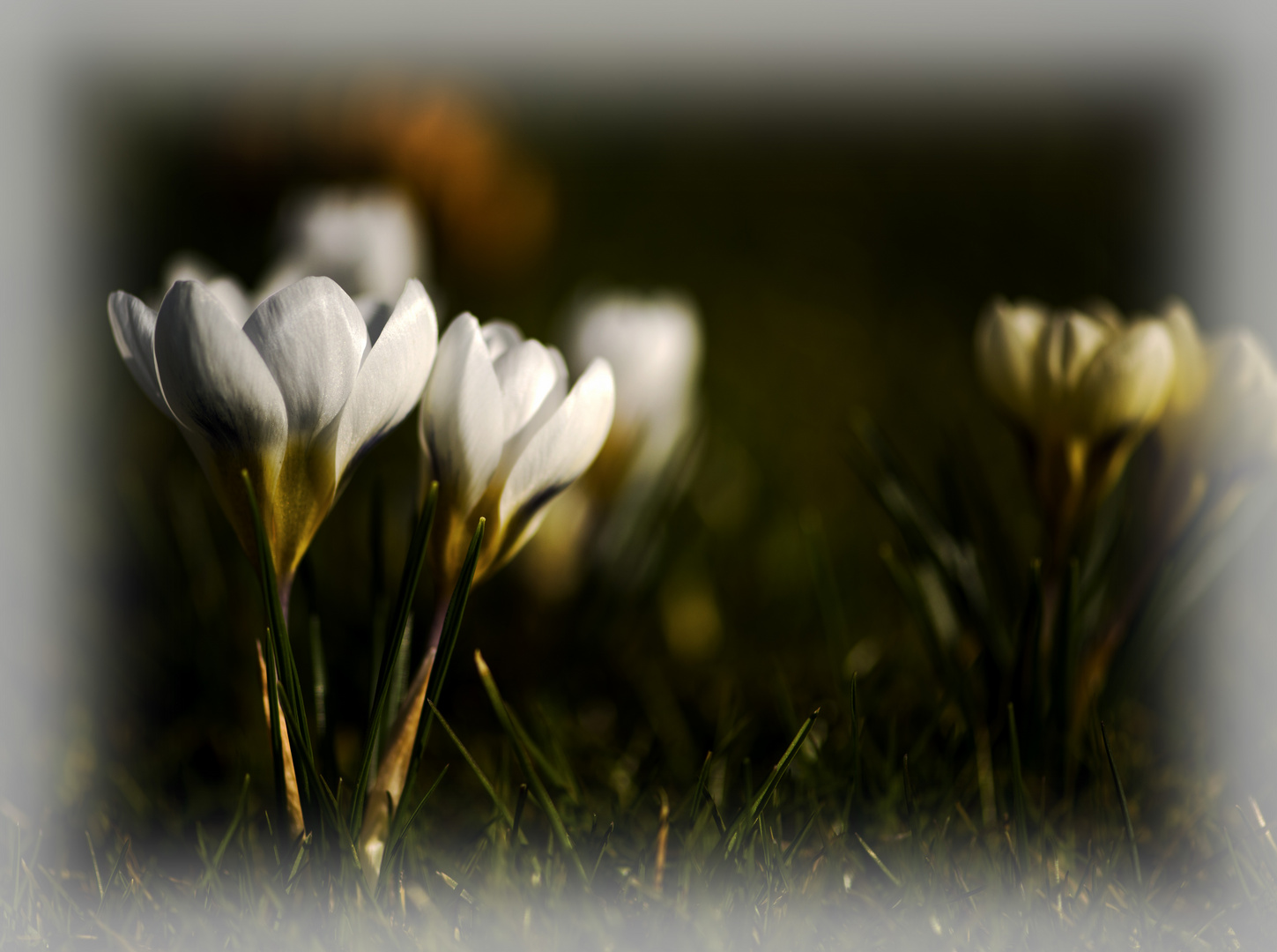 Vorfreude auf den Frühling