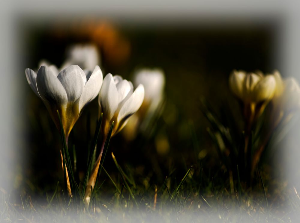 Vorfreude auf den Frühling