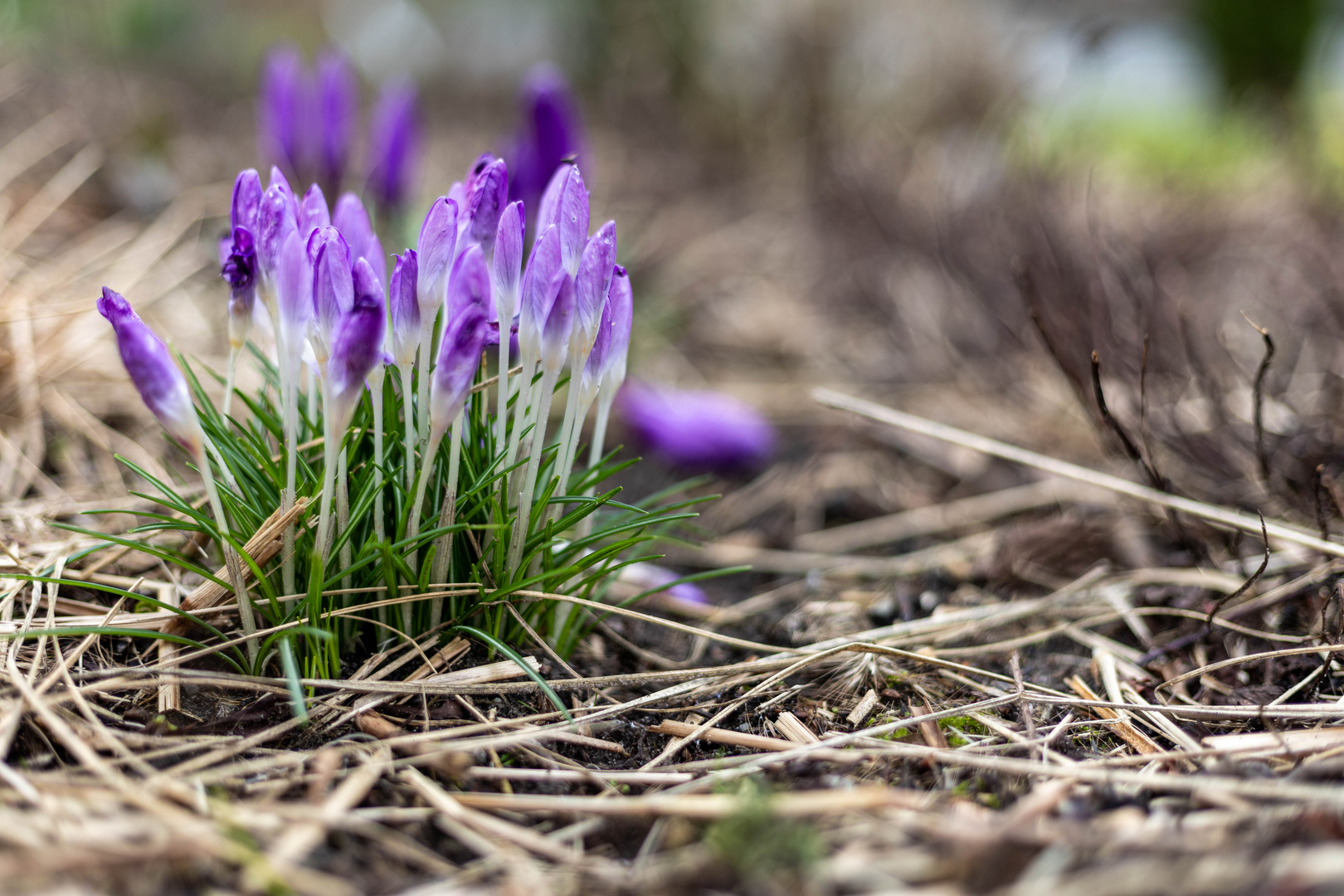 Vorfreude auf den Frühling