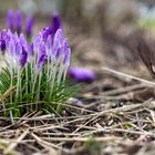 Vorfreude auf den Frühling