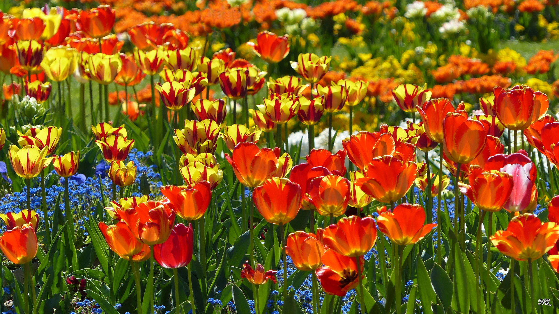 Vorfreude auf den Frühling