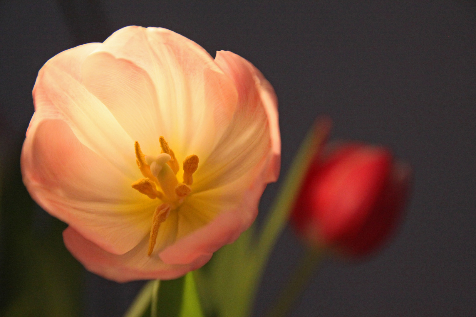 Vorfreude auf den Frühling