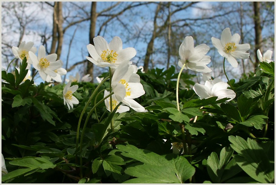 Vorfreude auf den Frühling...