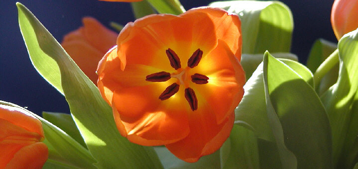 Vorfreude auf den Frühling