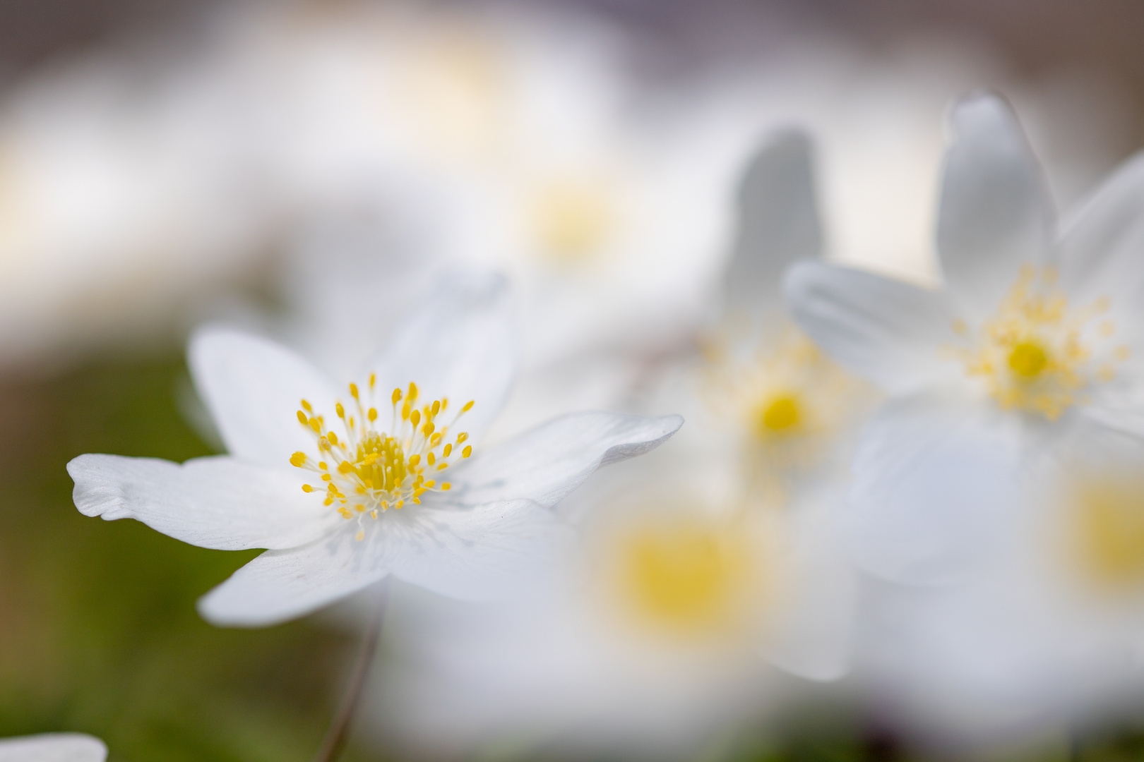 Vorfreude auf den Frühling