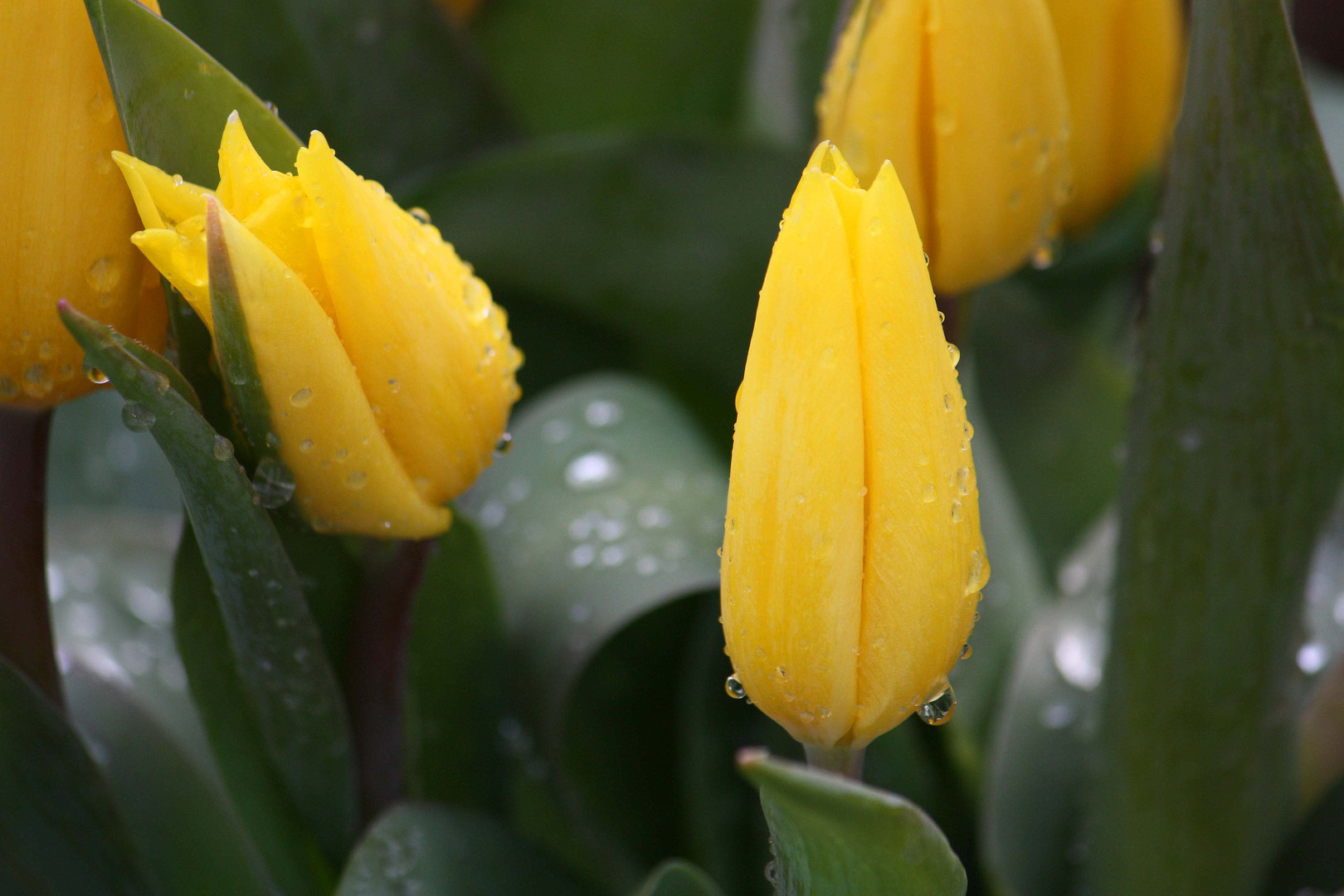 Vorfreude auf den Frühling