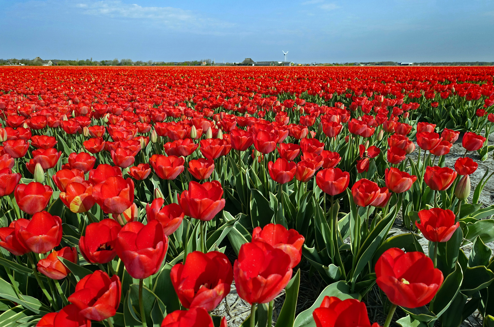 Vorfreude auf den Frühling